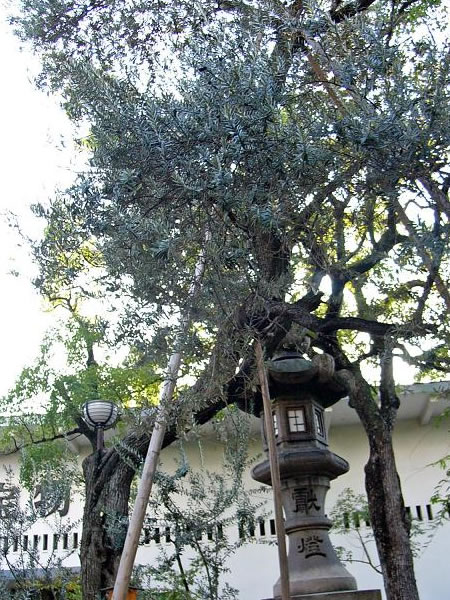 湊川神社オリーブの木